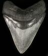 Serrated, Megalodon Tooth - Venice, Florida #46451-1